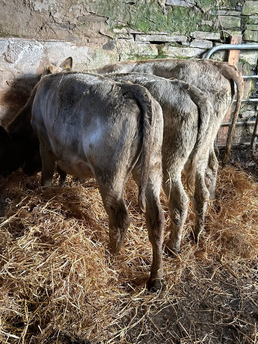 🌟3 charlaois heifers 🌟 - Image 1
