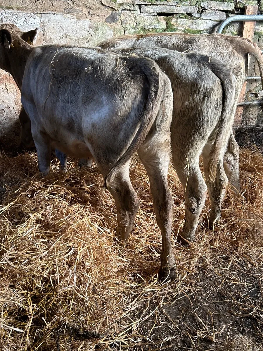 🌟3 charlaois heifers 🌟 - Image 2