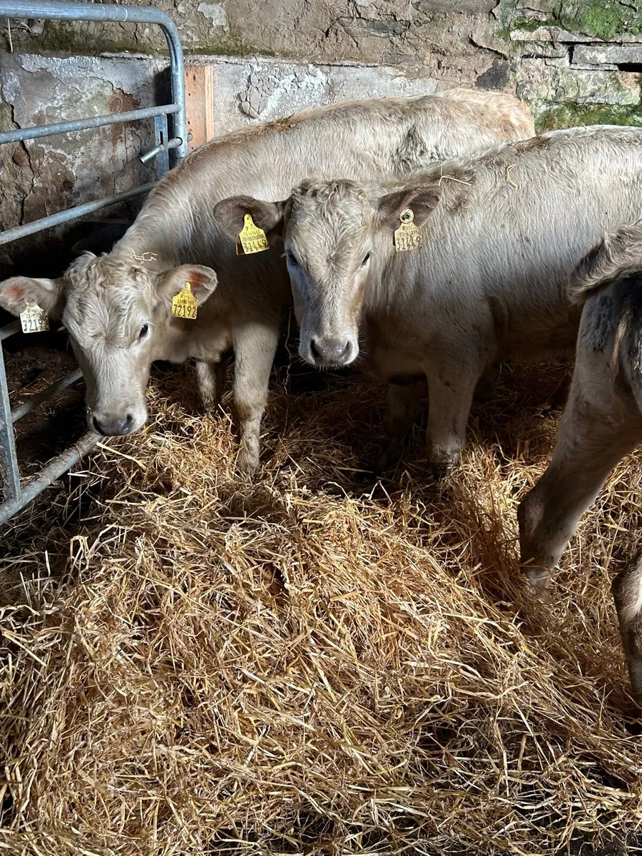 🌟3 charlaois heifers 🌟 - Image 3