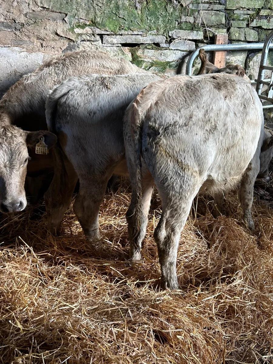 🌟3 charlaois heifers 🌟 - Image 4