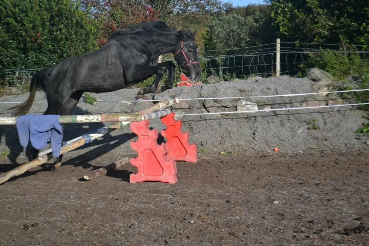 3yr filly - Image 1