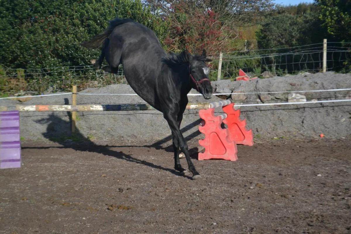 3yr filly - Image 2