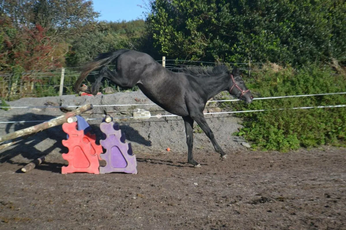 3yr filly - Image 3