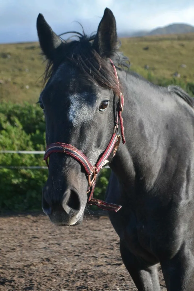 3yr filly - Image 4