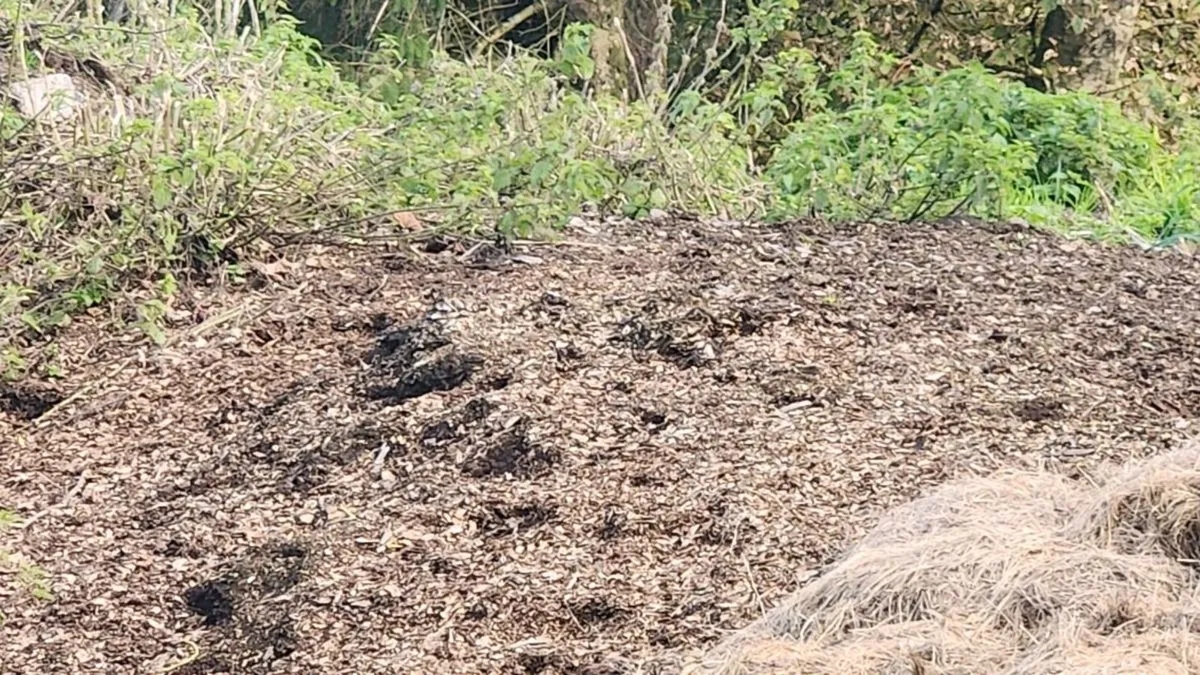 Horse Manure