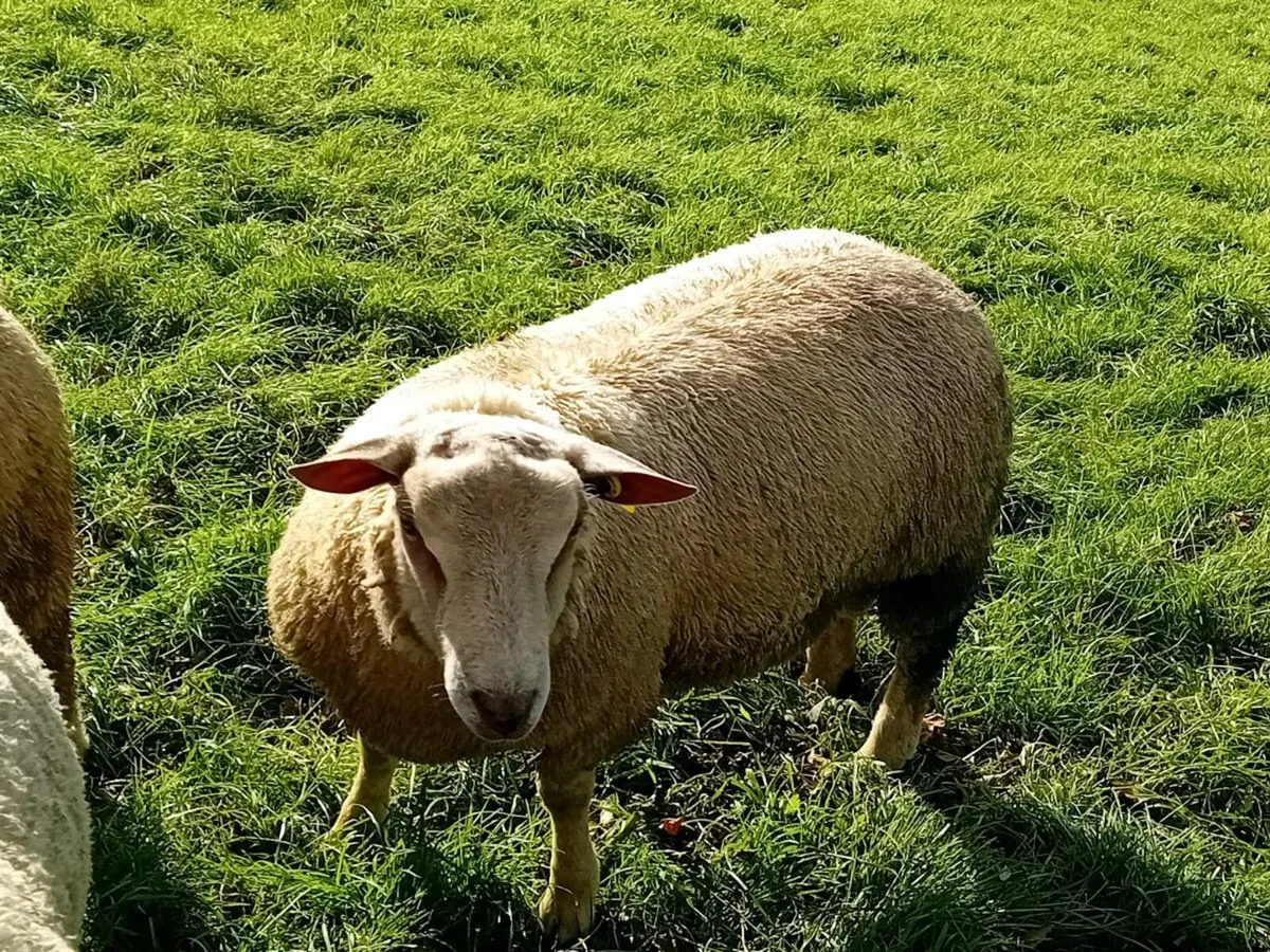 Charlaois Ram Lambs - Image 1