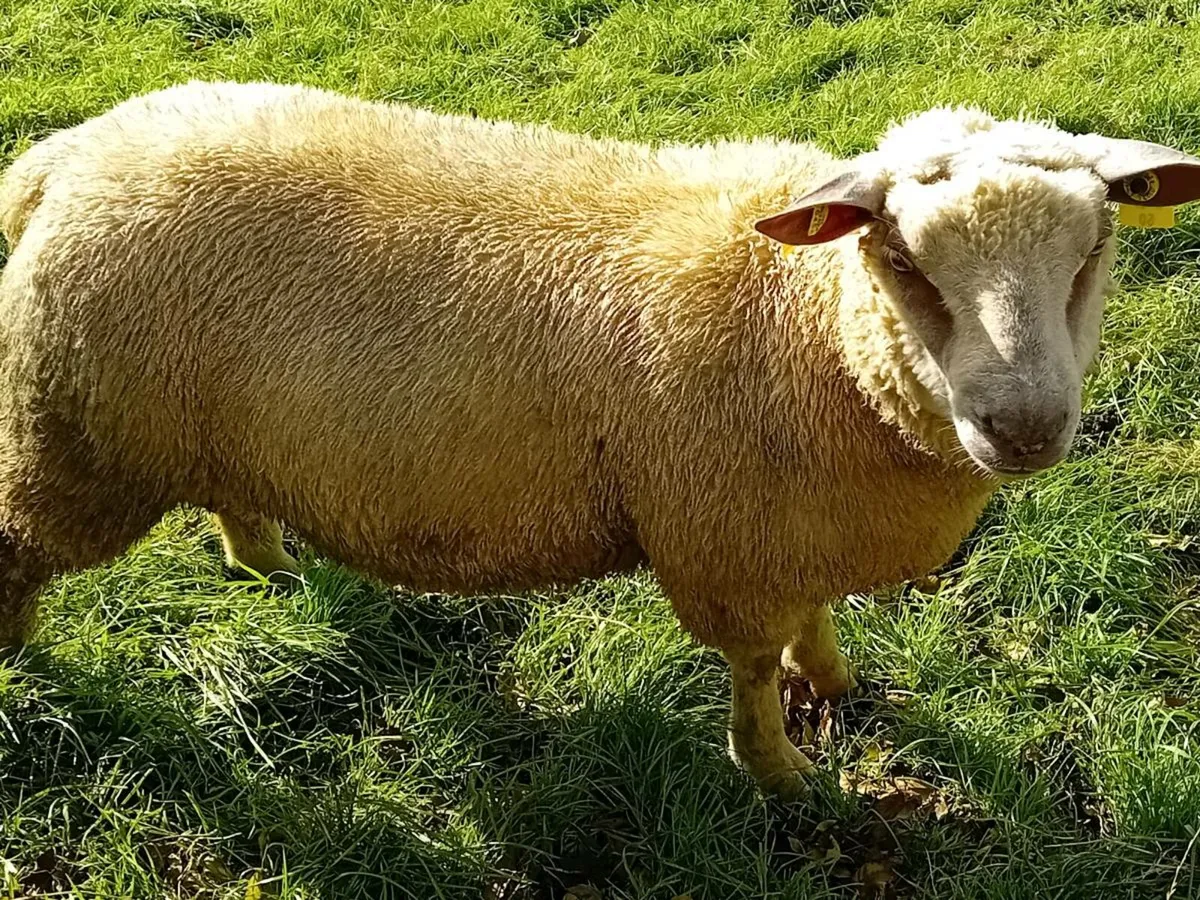Charlaois Ram Lambs - Image 2