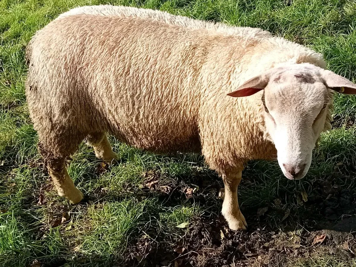 Charlaois Ram Lambs - Image 3
