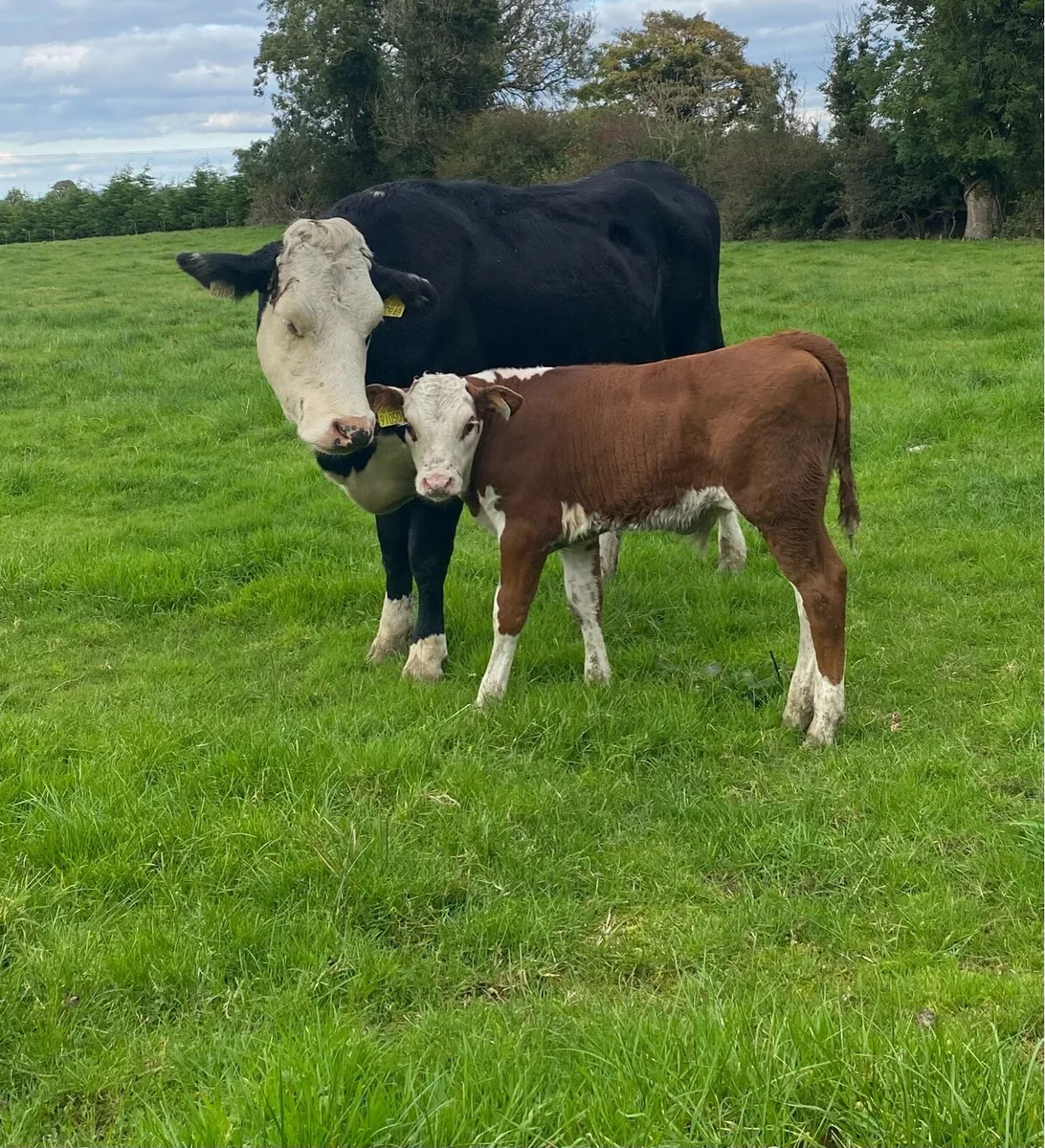 Hereford First Calver And Bull Calf - Image 2