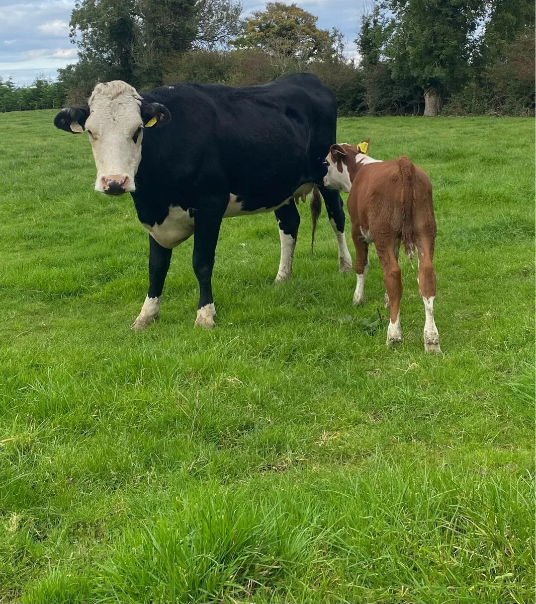 Hereford First Calver And Bull Calf - Image 3