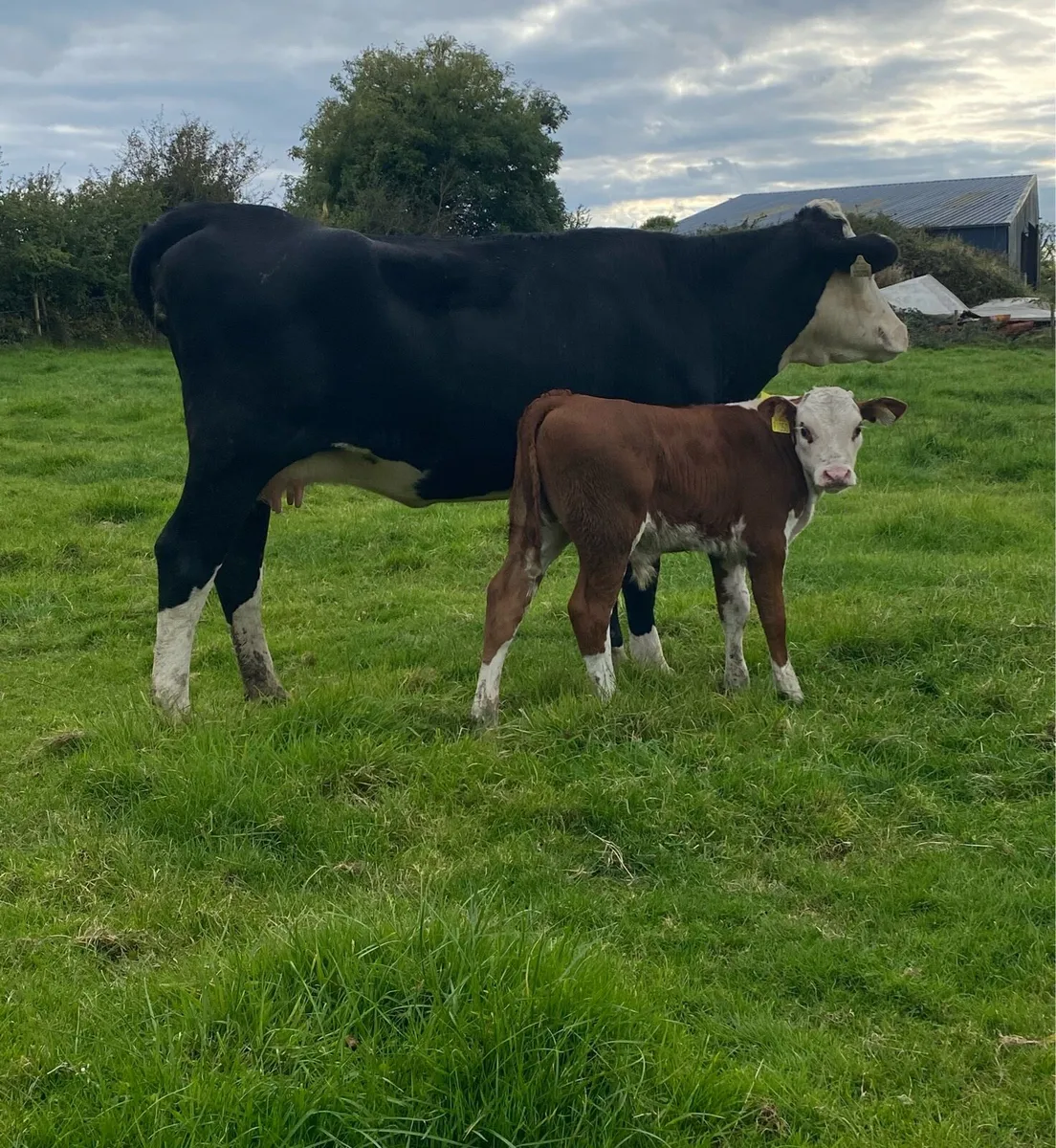 Hereford First Calver And Bull Calf - Image 4