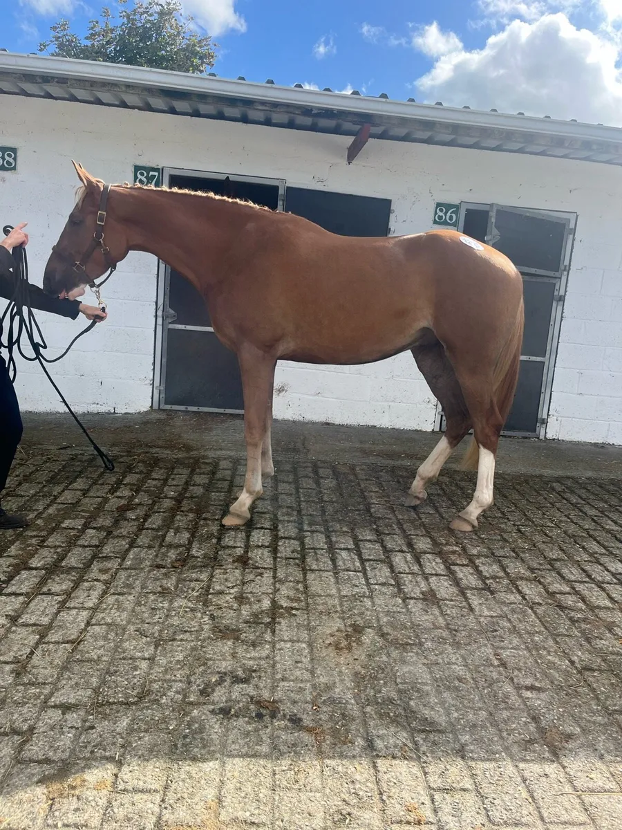 Blonde mane and tail ⭐️ - Image 1
