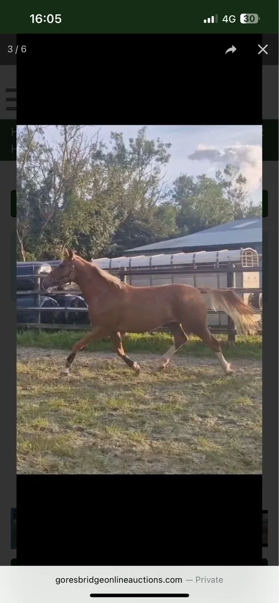 Blonde mane and tail ⭐️ - Image 3