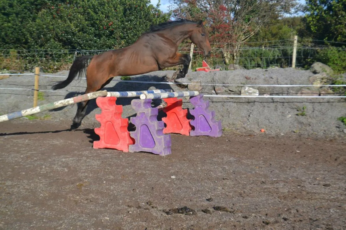 Thoroughbred mares - Image 1
