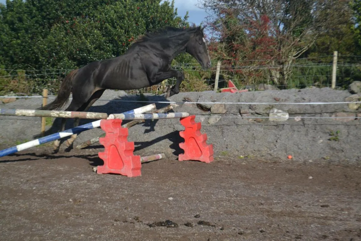 Thoroughbred mares - Image 2