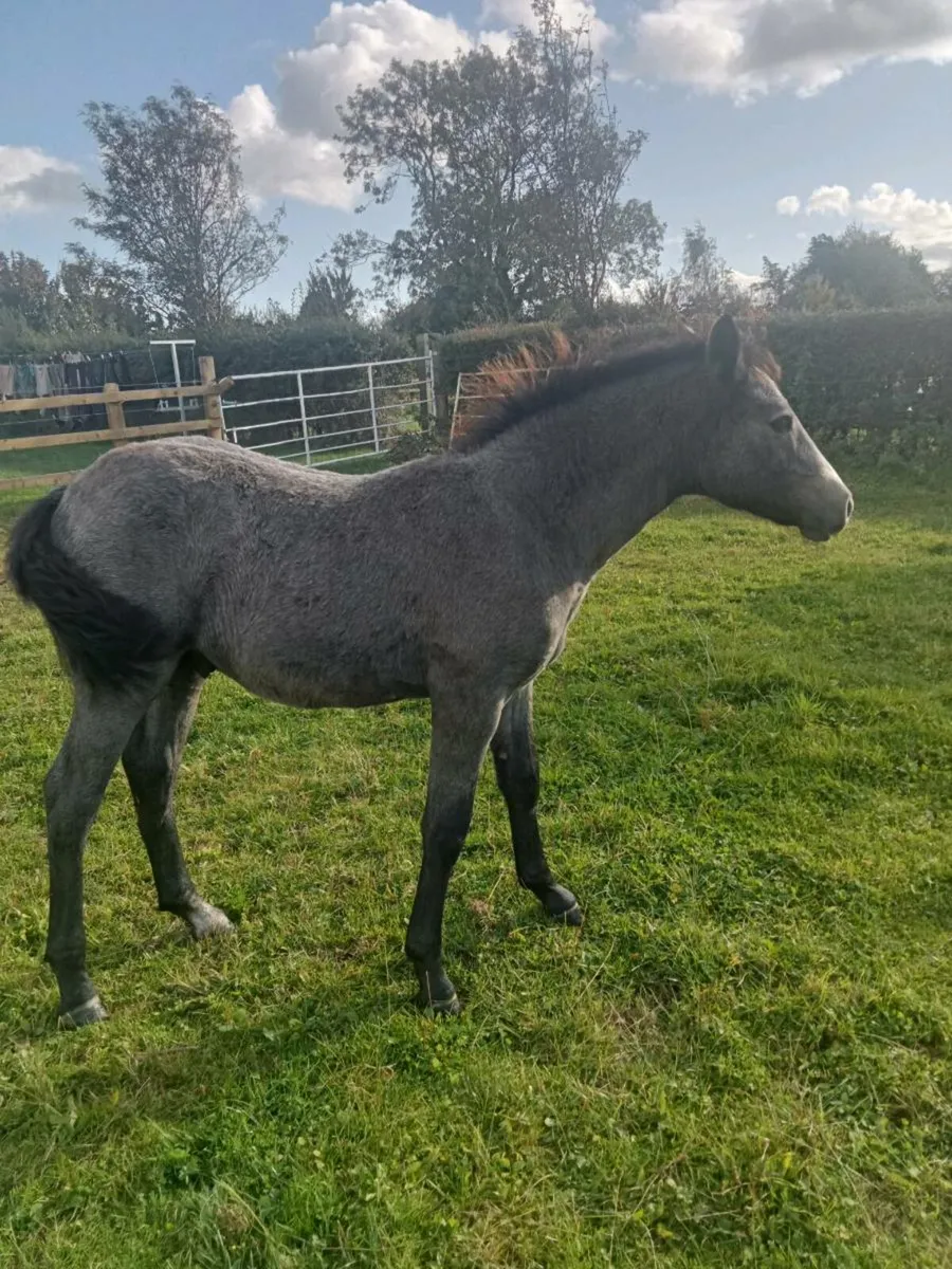 Connemara Filly. X Silver Shadow mare - Image 3