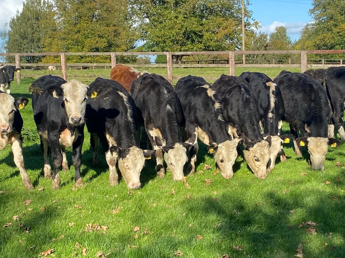 250kg Whitehead Bullocks @ Lissava - Image 1