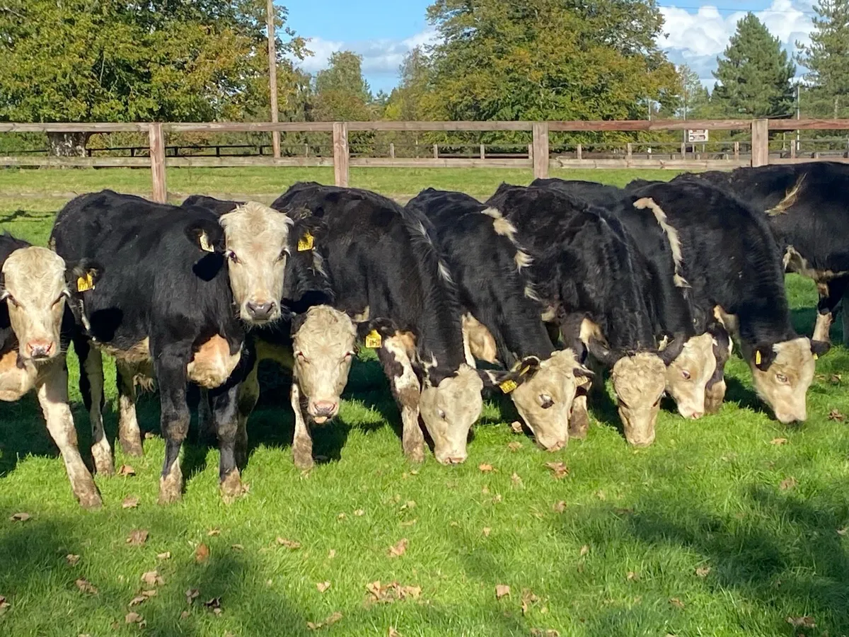 250kg Whitehead Bullocks @ Lissava - Image 2