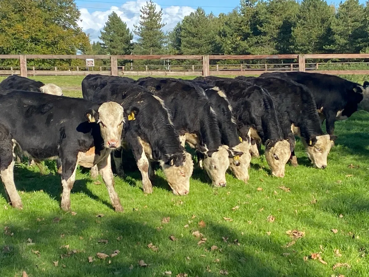 250kg Whitehead Bullocks @ Lissava - Image 3