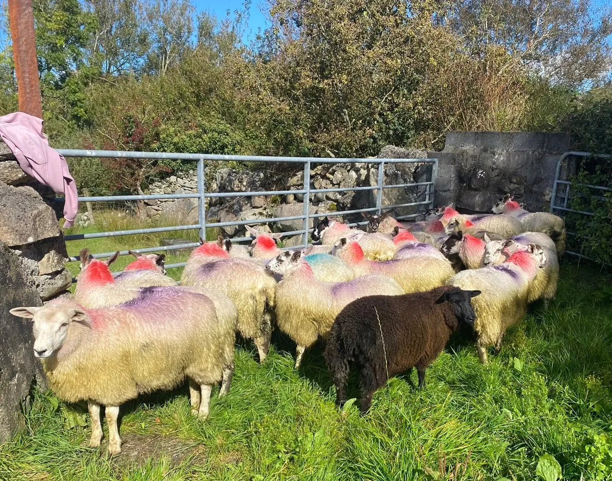 20 Mixed Ewe Lambs - Image 2