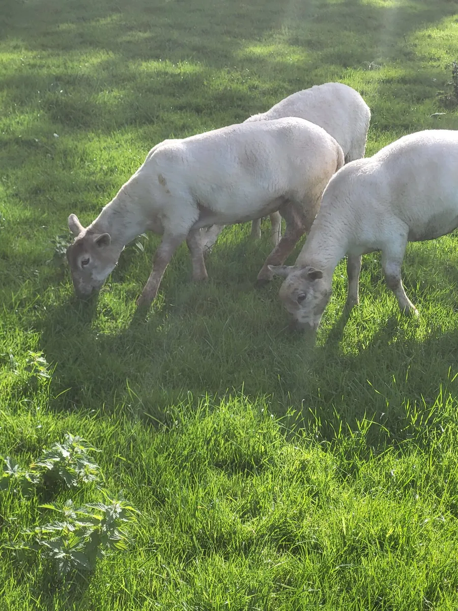 Ewe lambs - Image 1