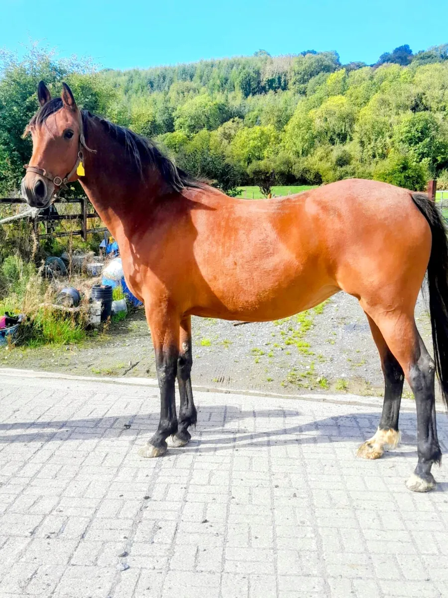 Brood mare - Image 1