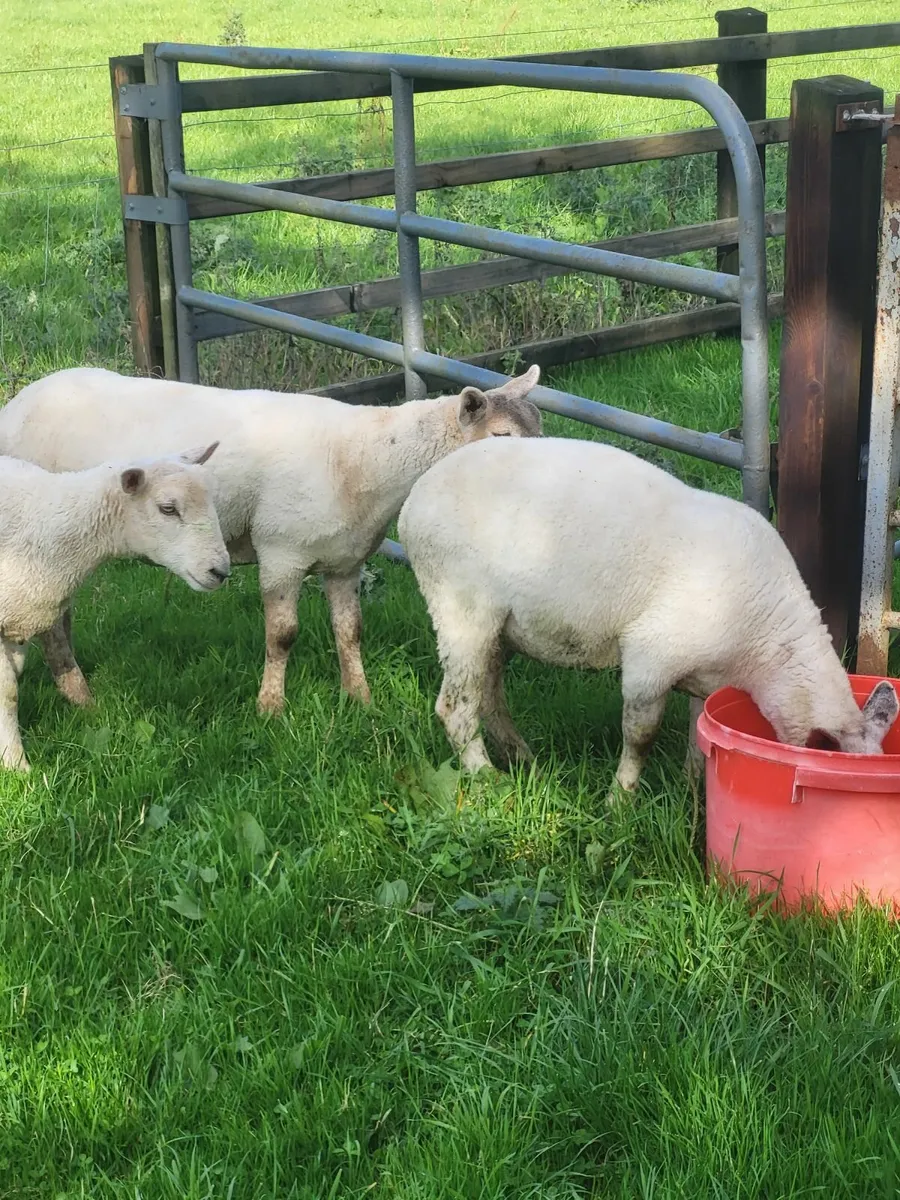 Ewe lambs - Image 2