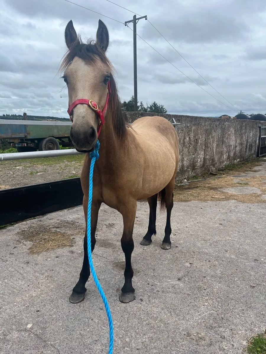 Dun gelding - Image 1