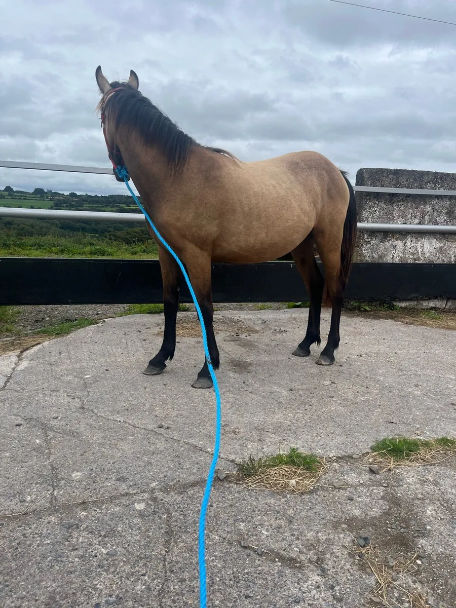 Dun gelding - Image 2