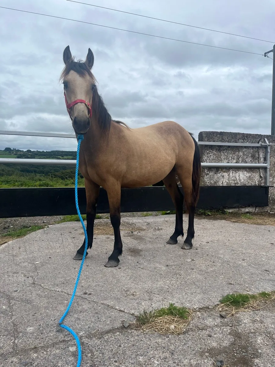 Dun gelding - Image 3