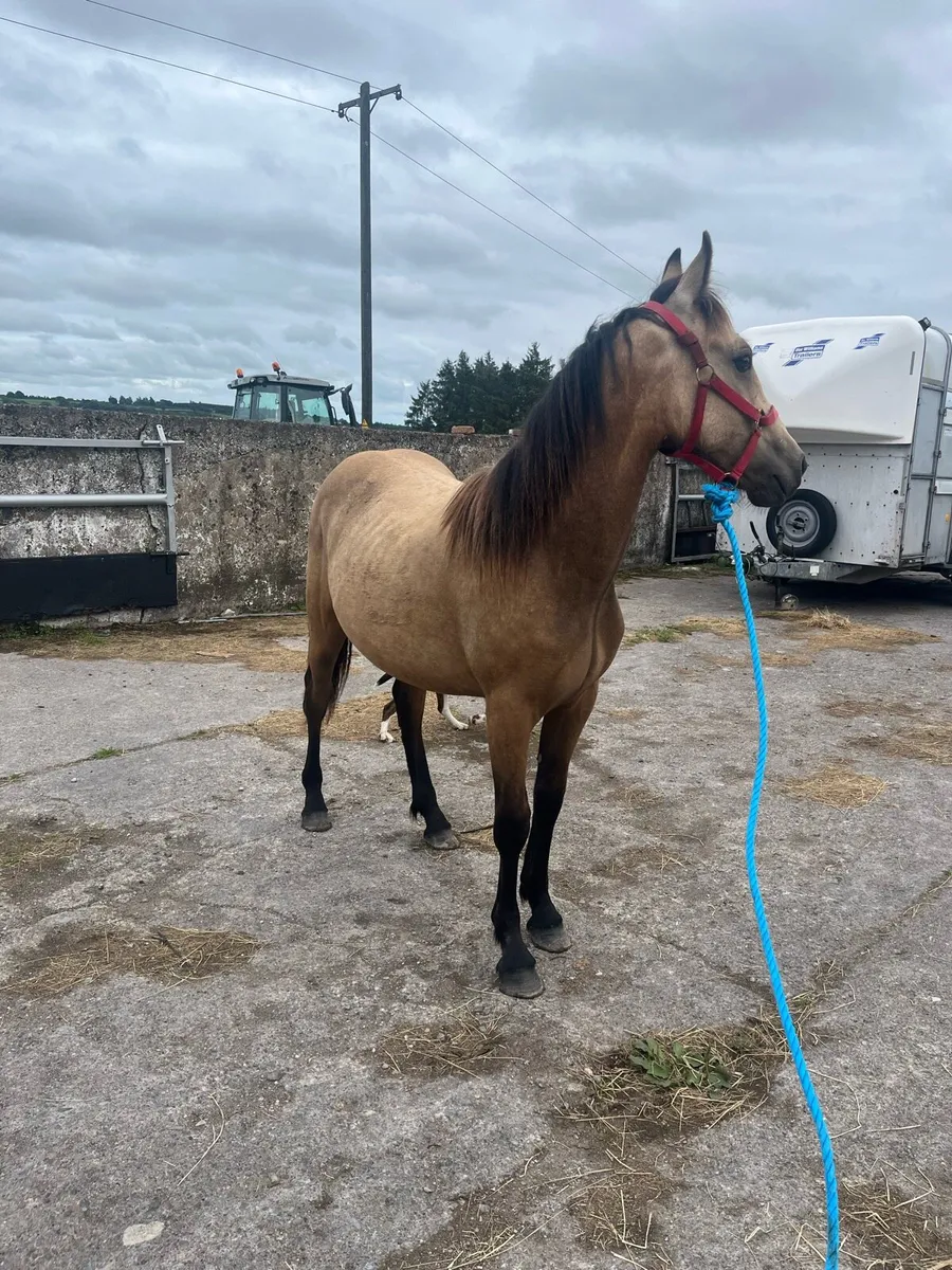Dun gelding - Image 4