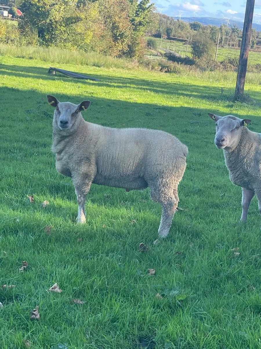 Pb Charollais ram lambs - Image 2