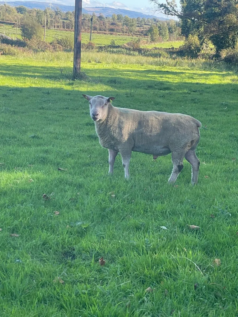 Pb Charollais ram lambs - Image 3