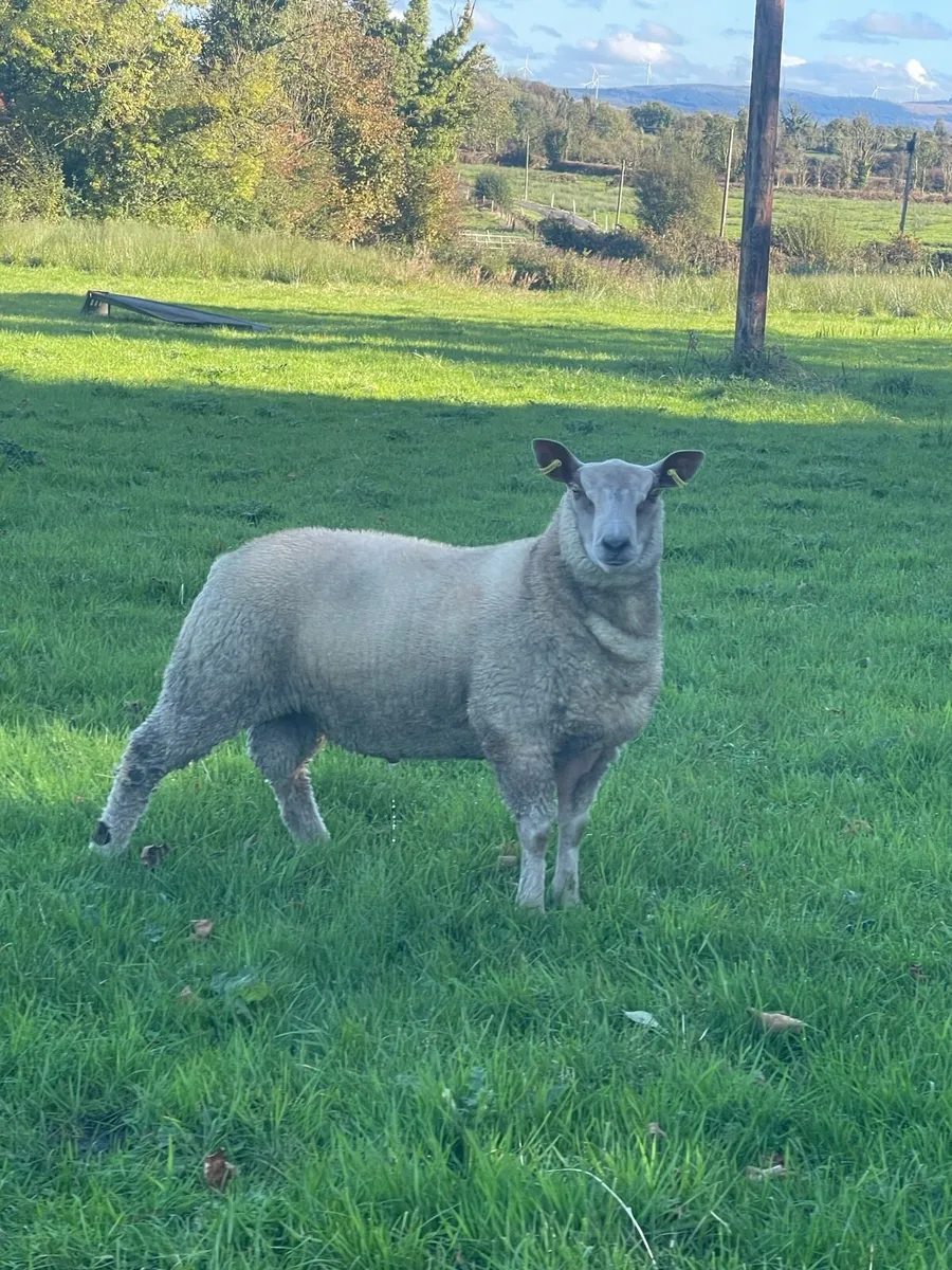Pb Charollais ram lambs - Image 4