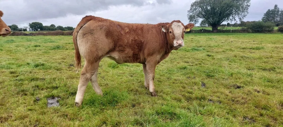Future Breeding Heifers - Image 1