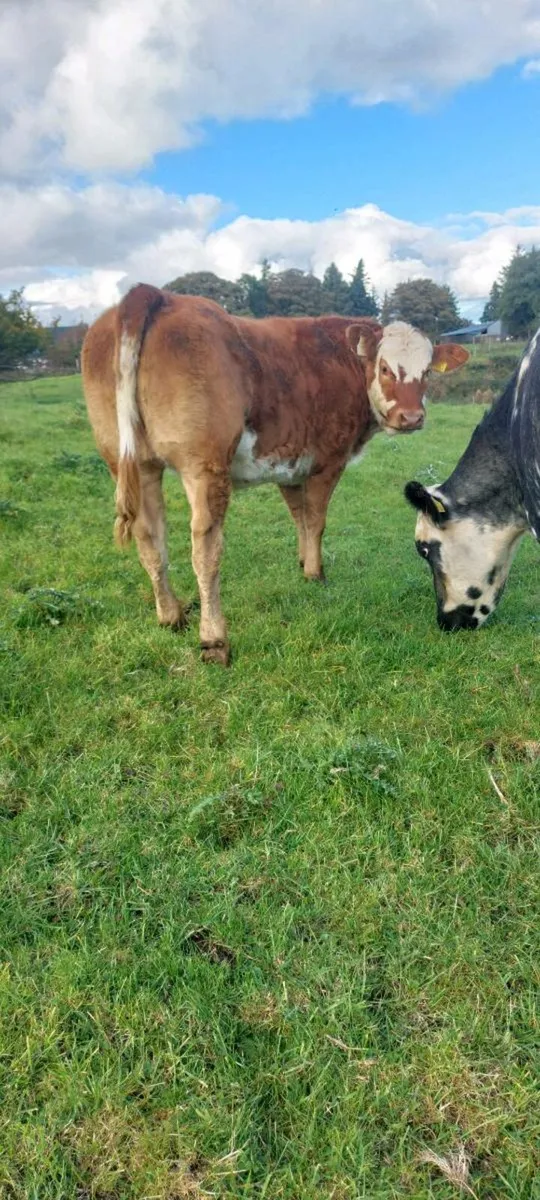 Future Breeding Heifers - Image 2