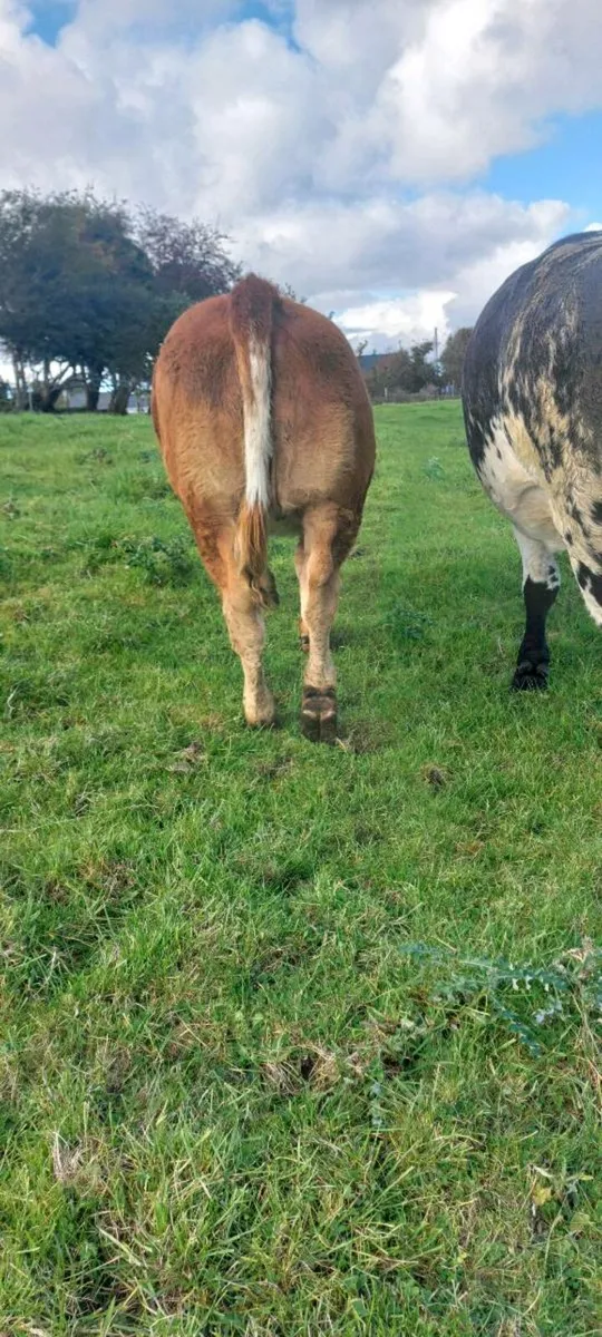 Future Breeding Heifers - Image 3
