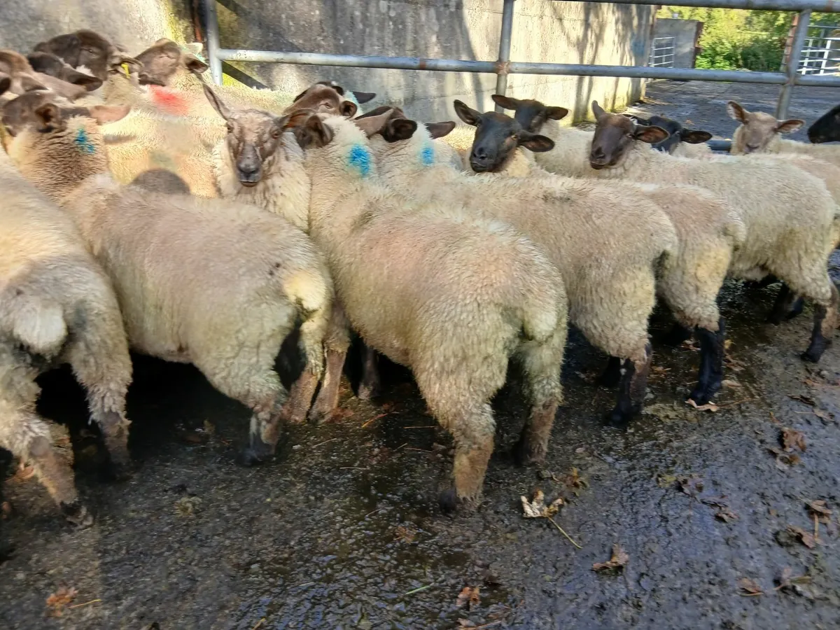 Ewe lambs - Image 2