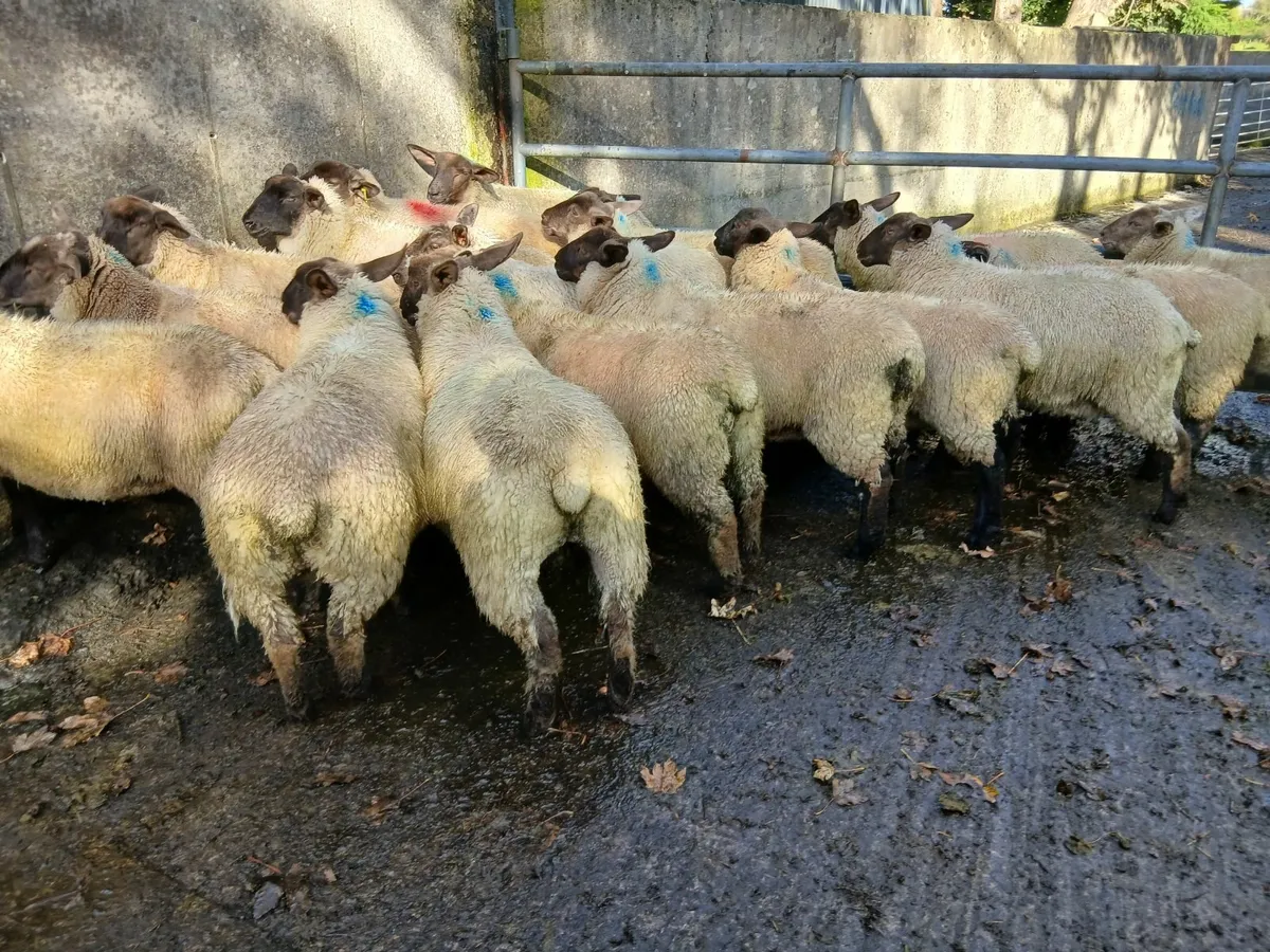 Ewe lambs - Image 3