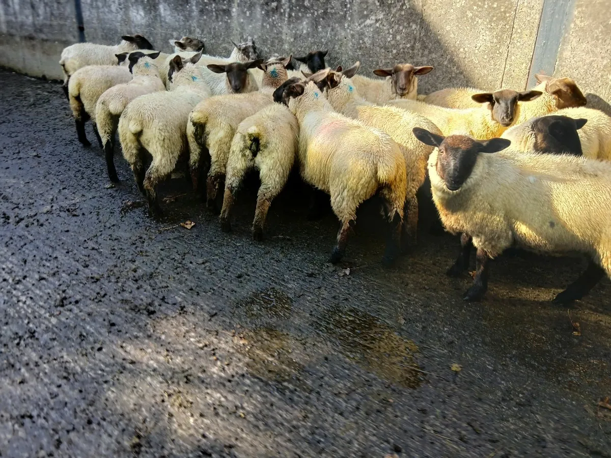 Ewe lambs - Image 1