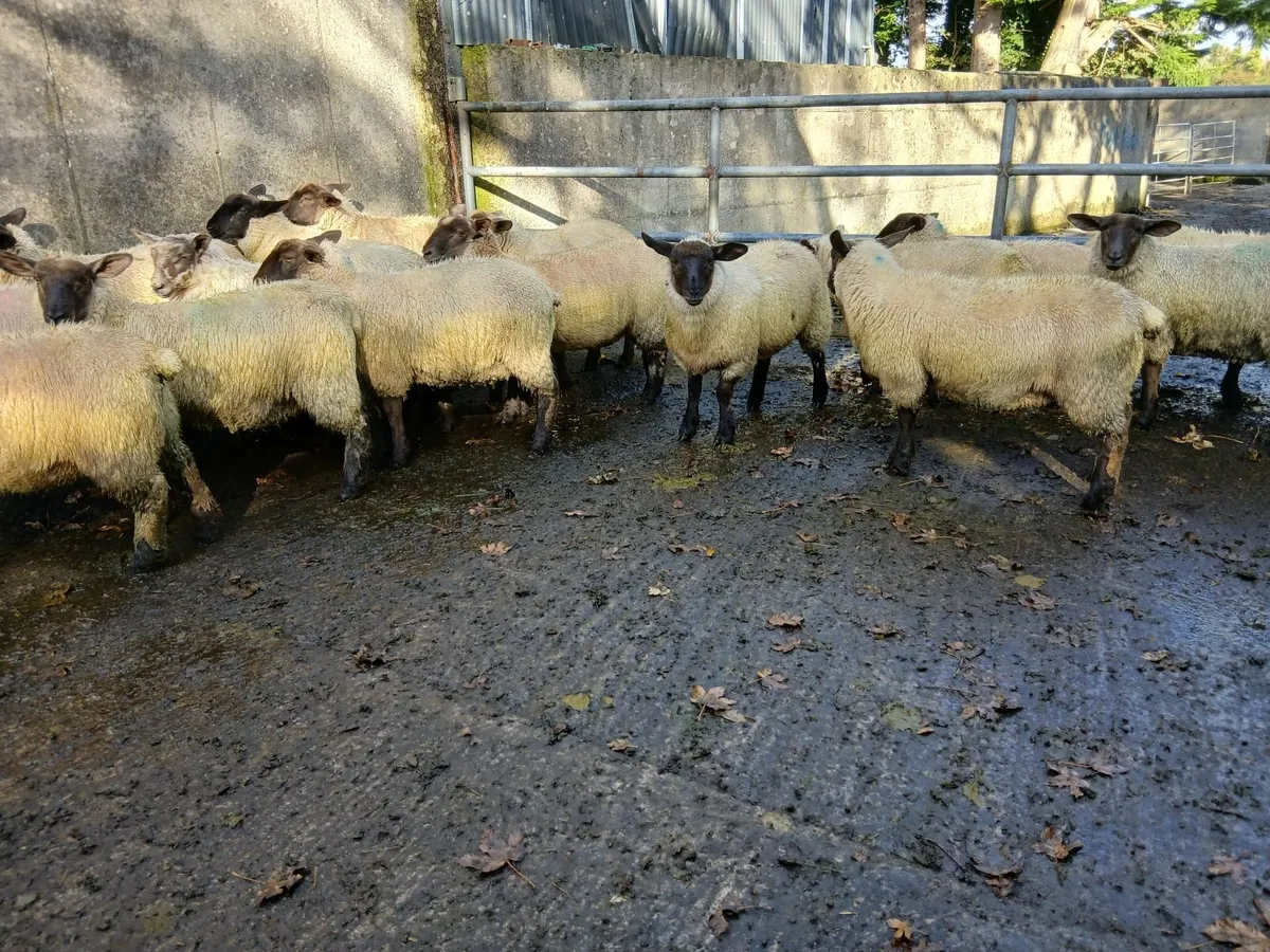 Ewe lambs - Image 4