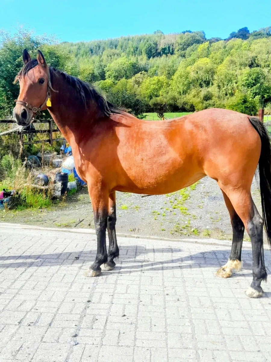 Brood mare - Image 2