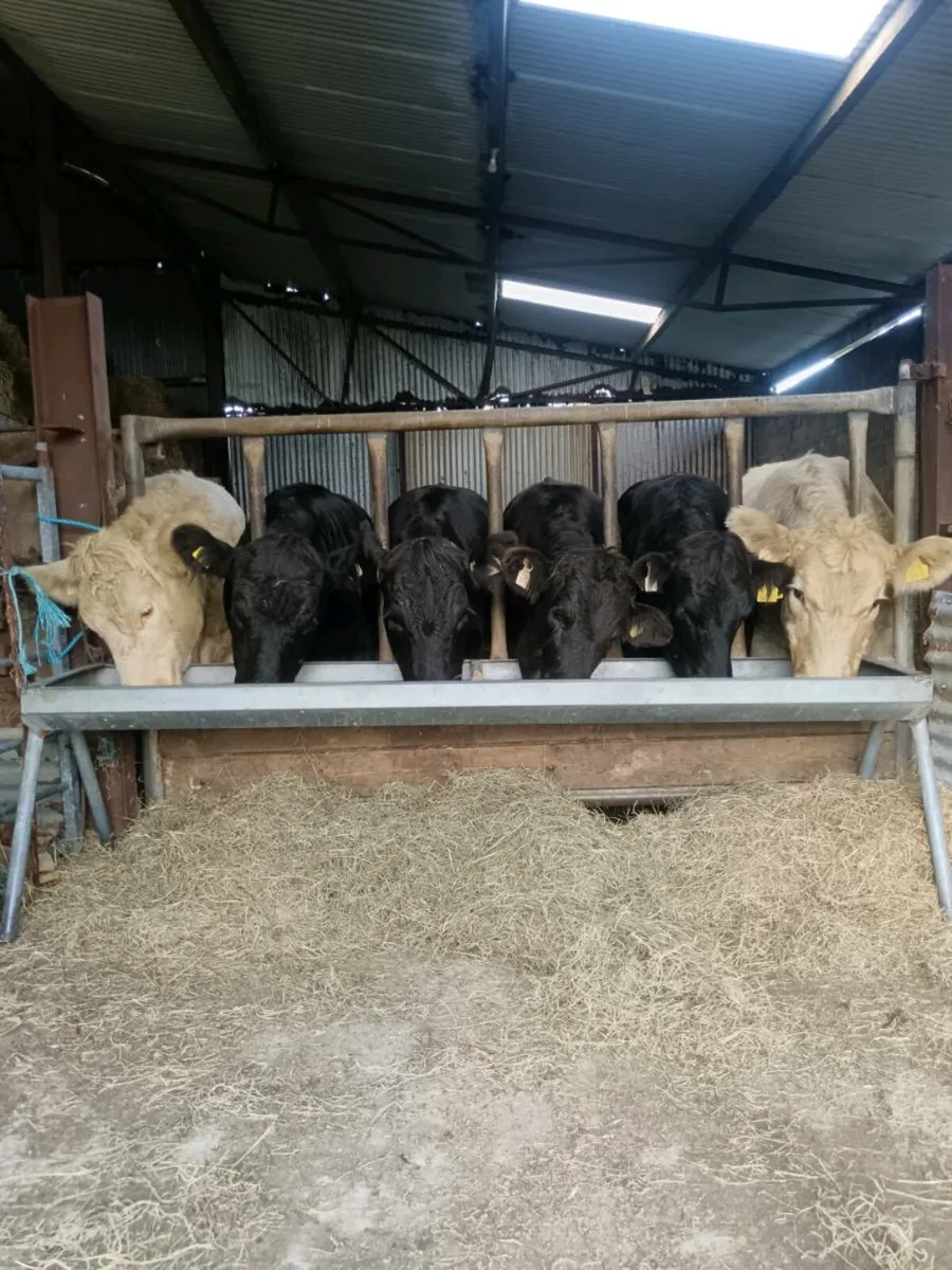5 heifers  for sale in ballina mart 30th September - Image 1