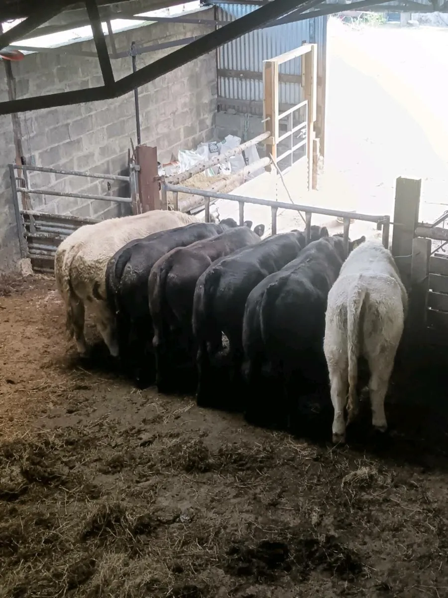 5 heifers  for sale in ballina mart 30th September - Image 3