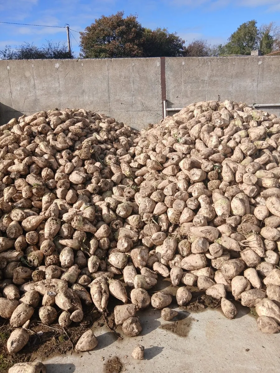 Magnum Fodder beet