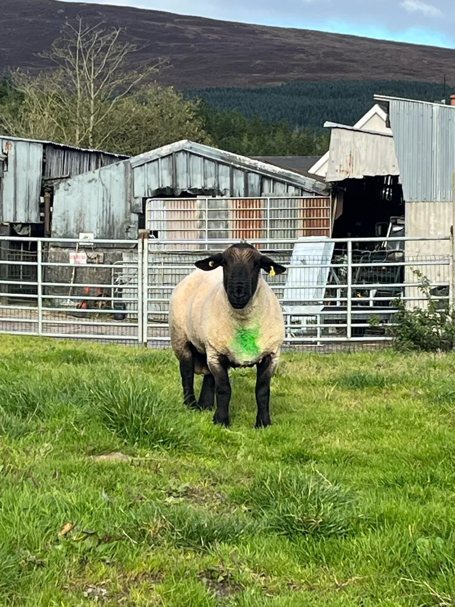 Suffolk ram pbnr - Image 1