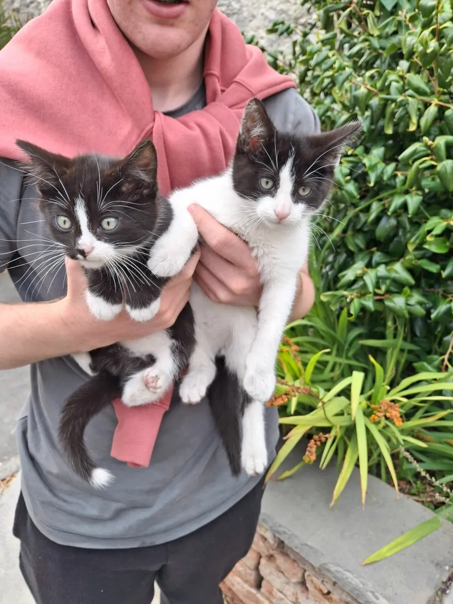 Kittens - Image 1