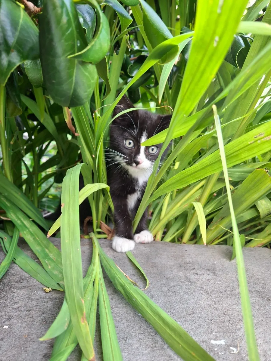 Kittens - Image 2