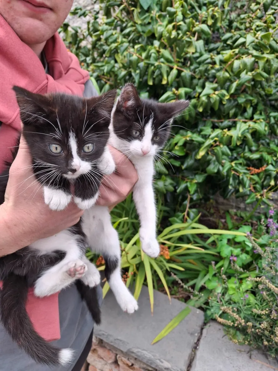 Kittens - Image 3