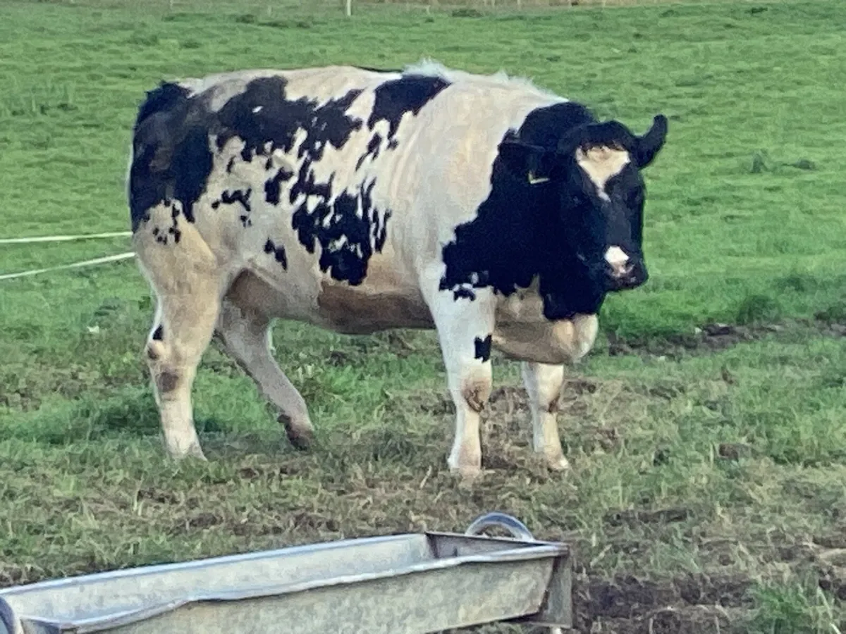 In calf heifer - Image 1